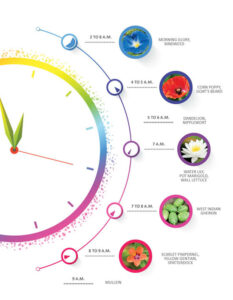 Tick, Tock, a Flower Clock Image